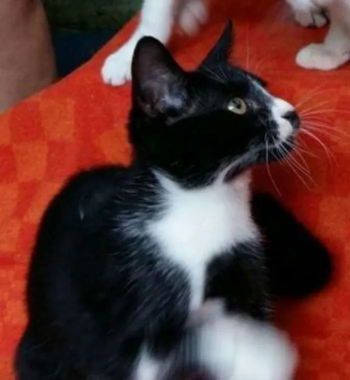 Gato ra a Vira lata e misturas idade Abaixo de 2 meses nome Vários
