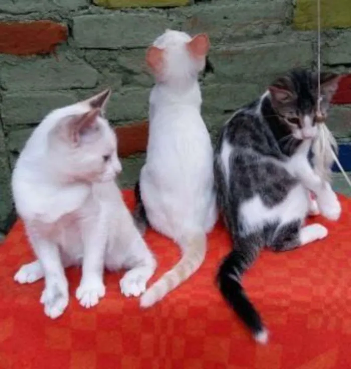 Gato ra a Vira lata e misturas idade Abaixo de 2 meses nome Vários