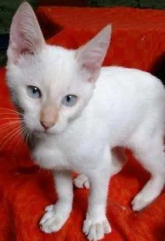 Gato ra a Vira lata e misturas idade Abaixo de 2 meses nome Vários