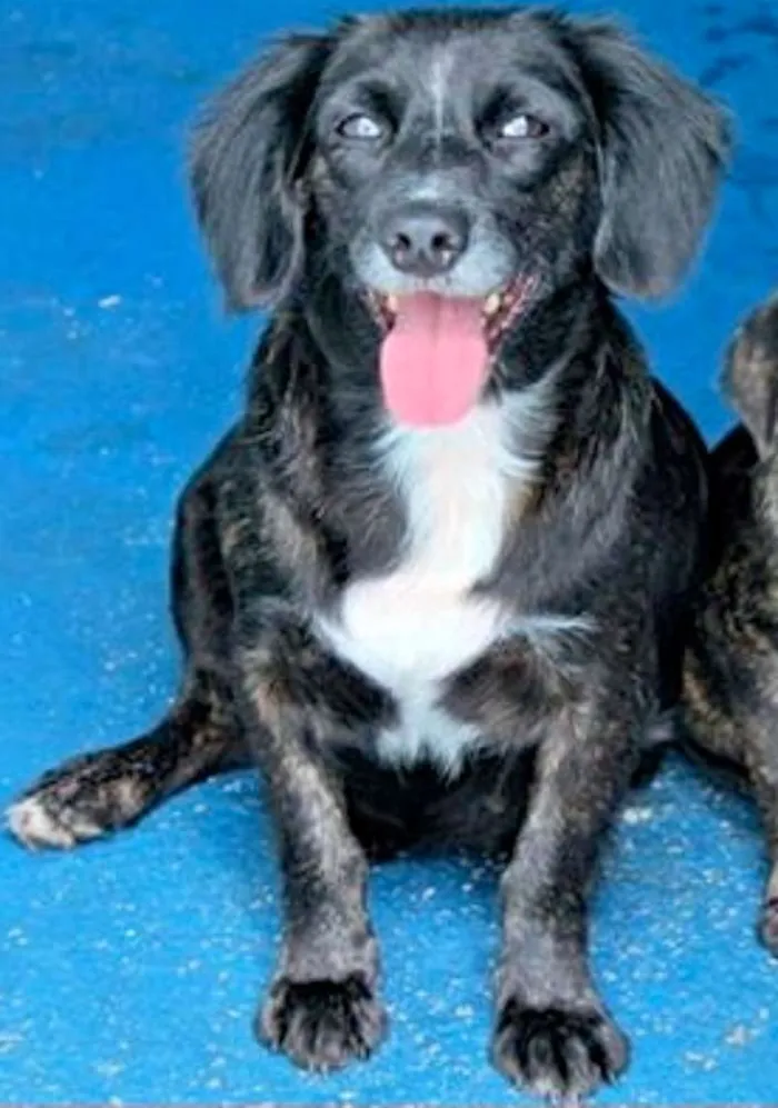Cachorro ra a  idade 4 anos nome Lorena Pequena