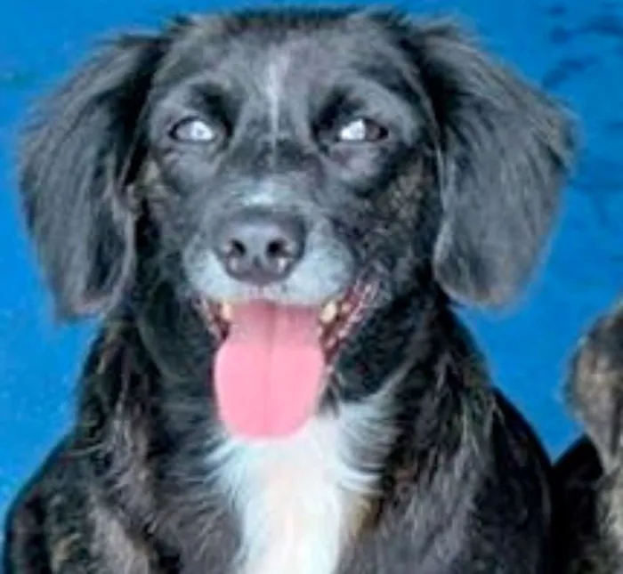 Cachorro ra a  idade 4 anos nome Lorena Pequena