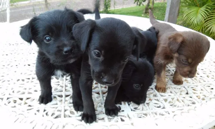 Cachorro ra a SRD idade Abaixo de 2 meses nome Fofucha