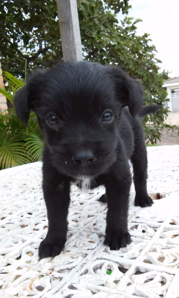 Cachorro ra a SRD idade Abaixo de 2 meses nome Fofucha