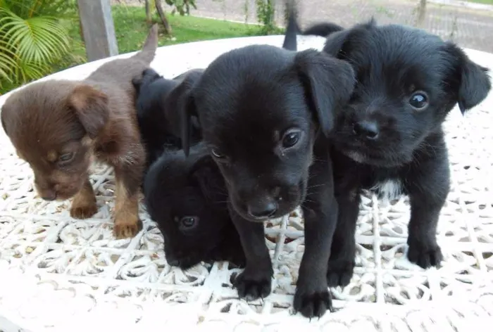 Cachorro ra a SRD idade Abaixo de 2 meses nome Fofucha