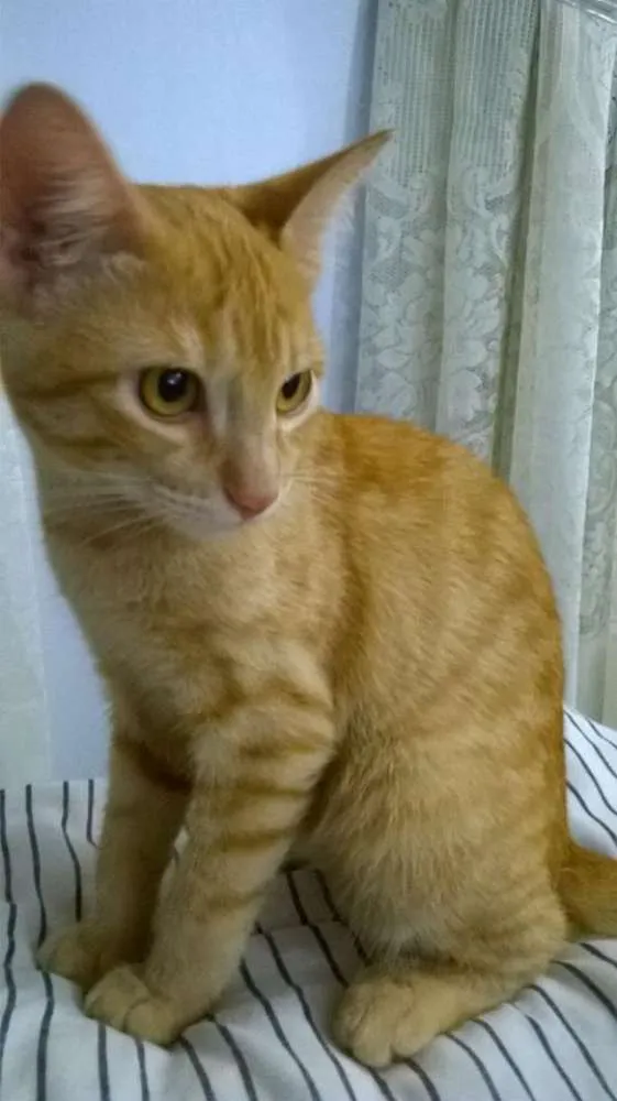 Gato ra a srd idade 2 a 6 meses nome bebes solange