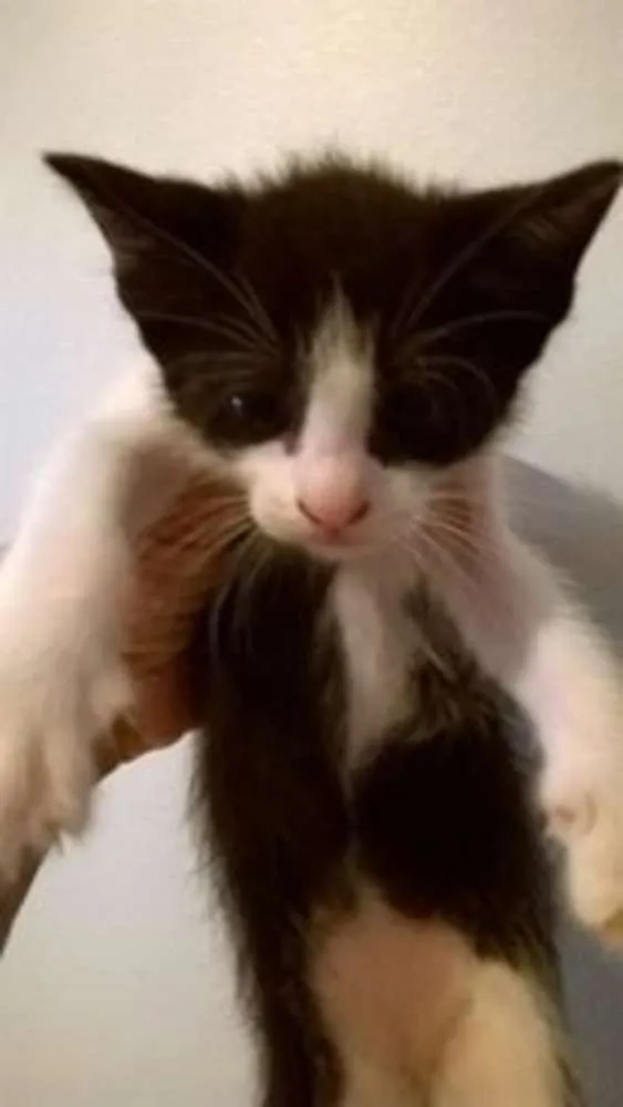 Gato ra a srd idade 2 a 6 meses nome bebes solange