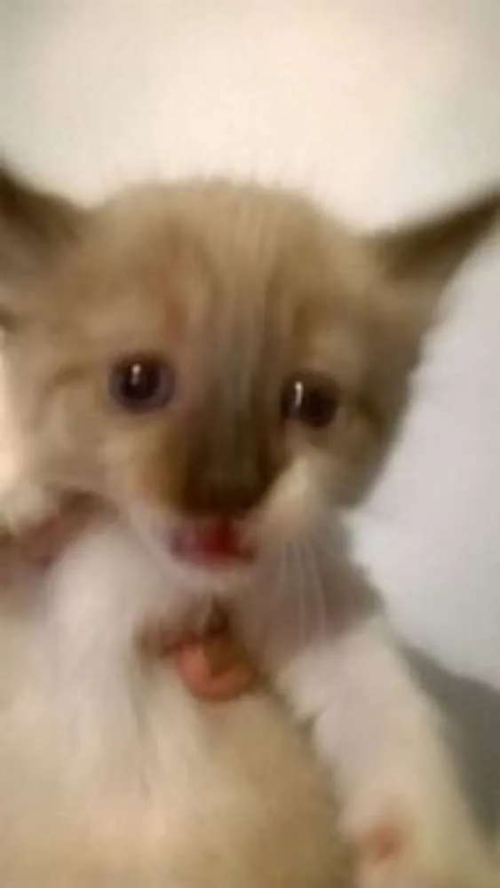 Gato ra a srd idade 2 a 6 meses nome bebes solange