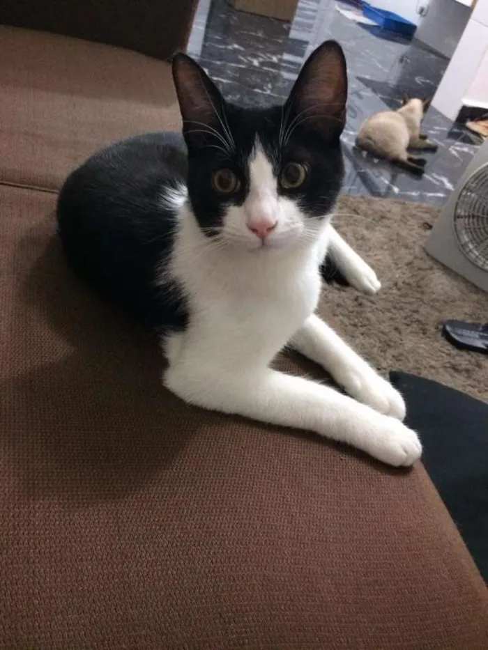 Gato ra a Frajola idade 7 a 11 meses nome Luke