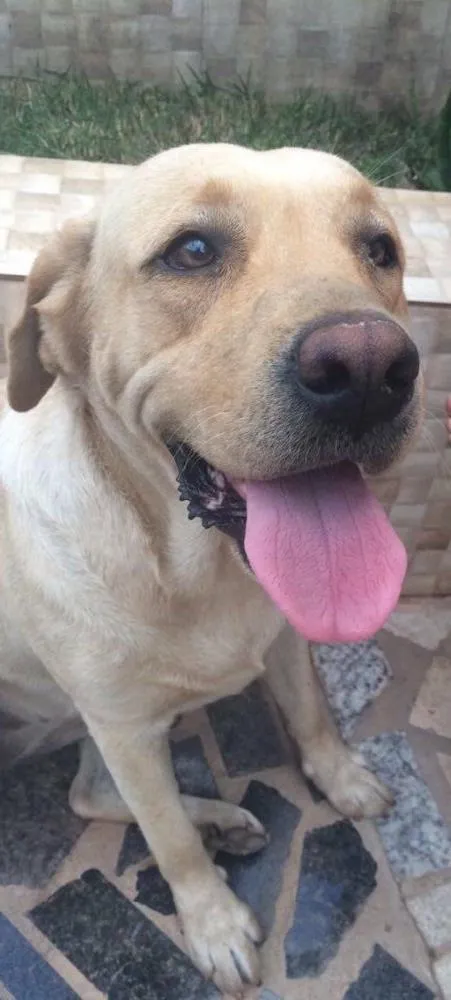 Cachorro ra a Labrador  idade  nome Bela