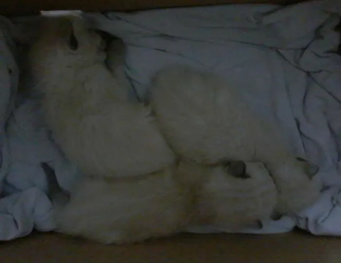Gato ra a  idade Abaixo de 2 meses nome não nomeados