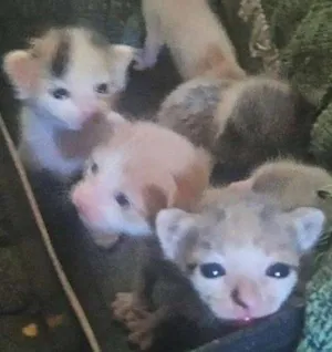 Gato raça mestiços idade Abaixo de 2 meses nome sem nome