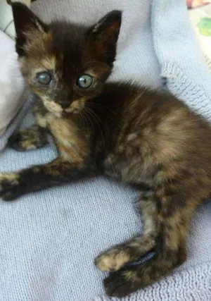 Gato raça vira-lata idade Abaixo de 2 meses nome Princesa