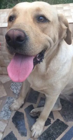 Cachorro raça Labrador  idade  nome Bela