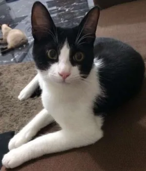 Gato raça Frajola idade 7 a 11 meses nome Luke