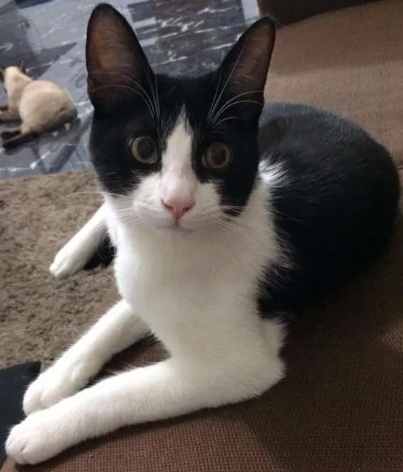 Gato ra a Frajola idade 7 a 11 meses nome Luke