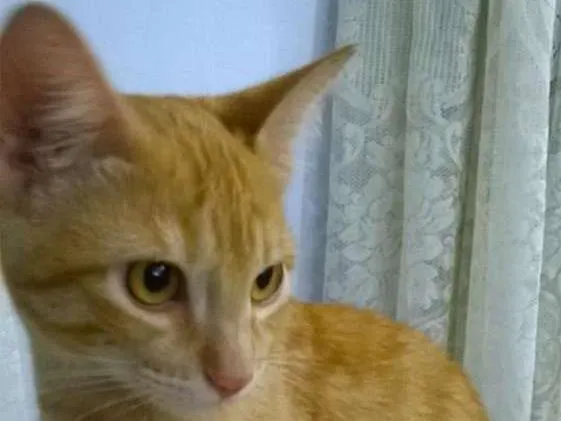 Gato ra a srd idade 2 a 6 meses nome bebes solange