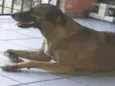 Luz