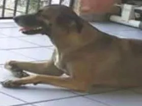 Cachorro ra a SRD idade 3 anos nome Luz