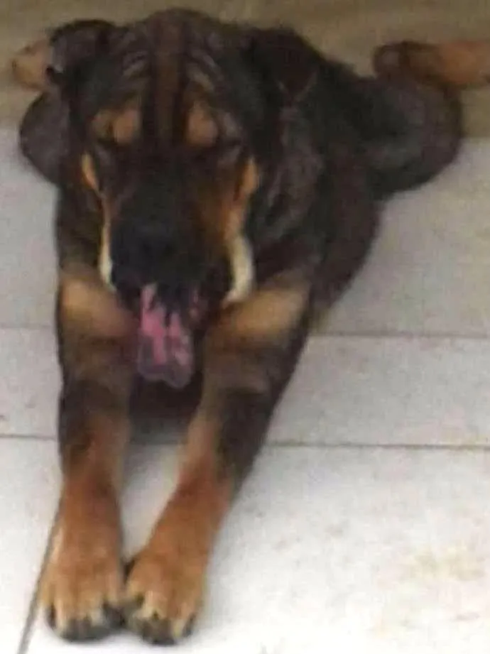 Cachorro raça Shar Pei com Rottweiler idade 2 anos nome Thor e Thora