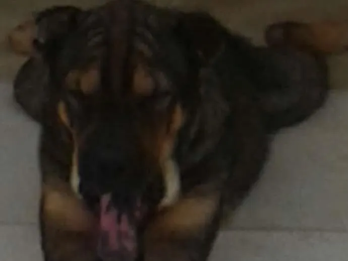 Cachorro raça Shar Pei com Rottweiler idade 2 anos nome Thor e Thora