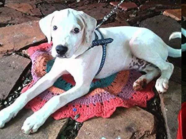 Cachorro ra a  idade 7 a 11 meses nome Marley
