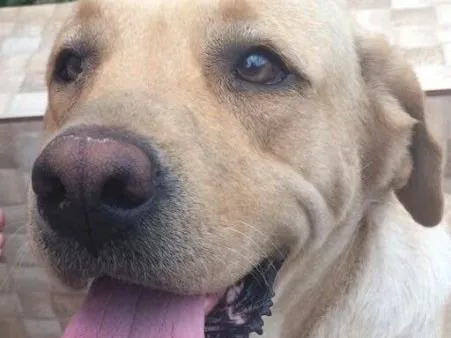 Cachorro ra a Labrador  idade  nome Bela