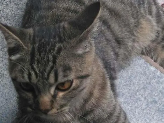 Gato raça n/a idade 1 ano nome n/a
