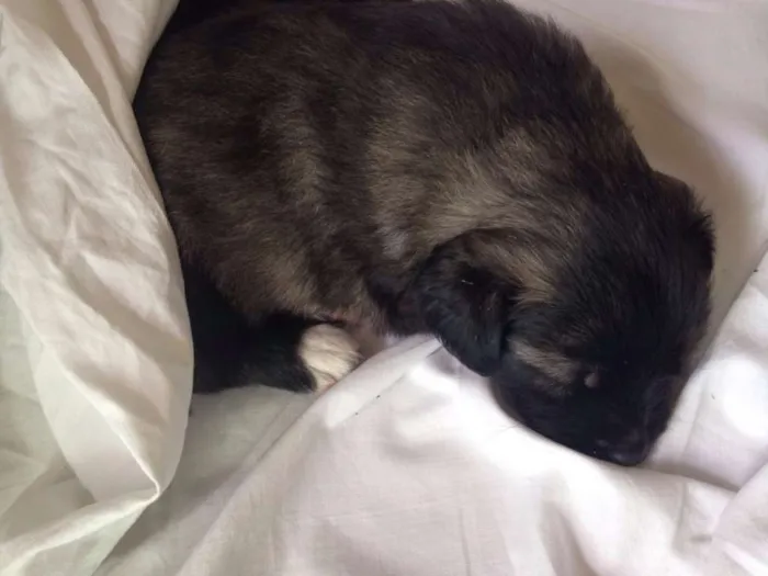 Cachorro raça Srd idade Abaixo de 2 meses nome Batman e Bola de pêlo