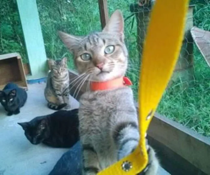 Gato ra a SRD idade 1 ano nome Chapolin Carijó