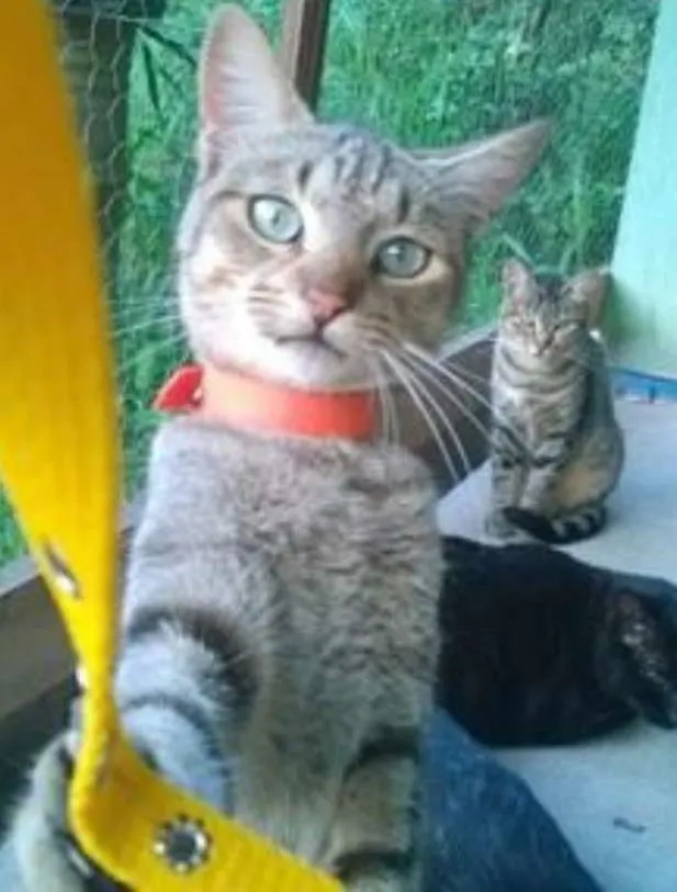 Gato ra a SRD idade 1 ano nome Chapolin Carijó