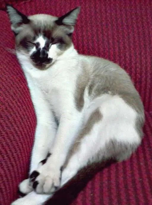 Gato ra a indefinido idade 4 anos nome Bil