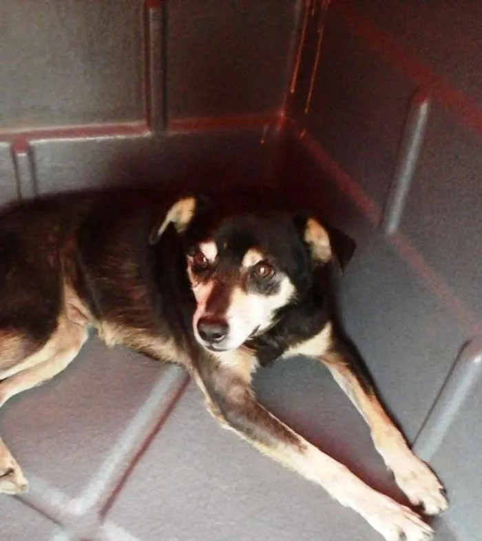 Cachorro raça srd idade  nome Tito