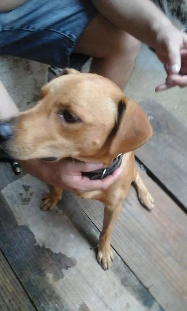 Cachorro ra a srs idade 1 ano nome Alemão