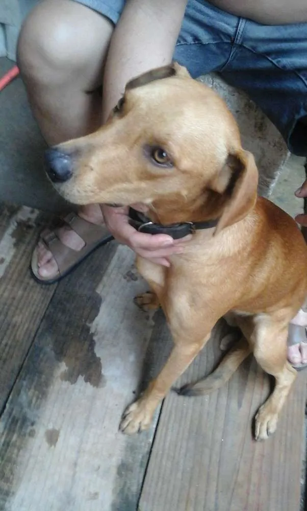 Cachorro ra a srs idade 1 ano nome Alemão