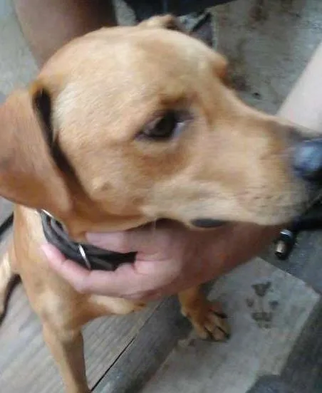 Cachorro ra a srs idade 1 ano nome Alemão