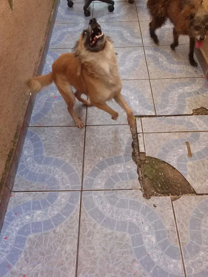 Cachorro ra a Vira lata idade 1 ano nome Yumi