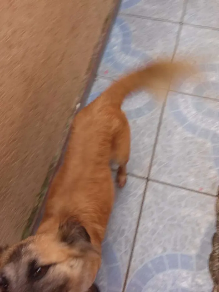 Cachorro ra a Vira lata idade 1 ano nome Yumi