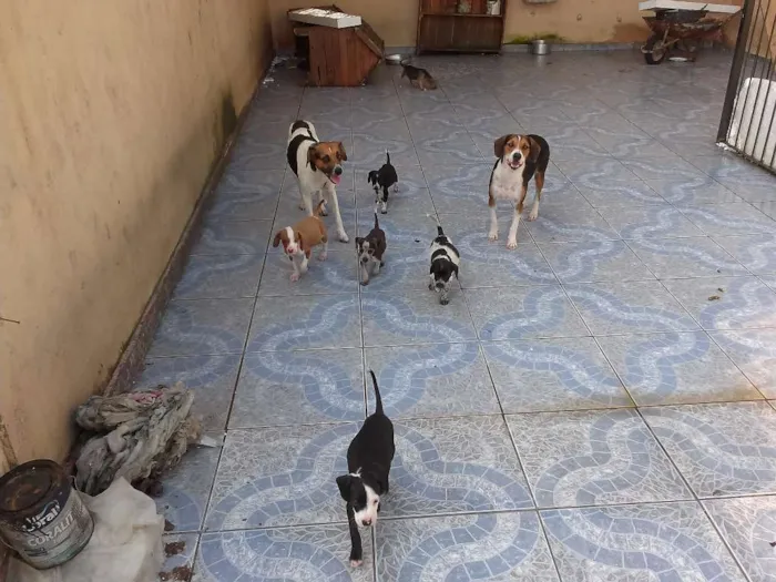 Cachorro ra a Vira lata com lavrador. idade 2 a 6 meses nome Sem nome.
