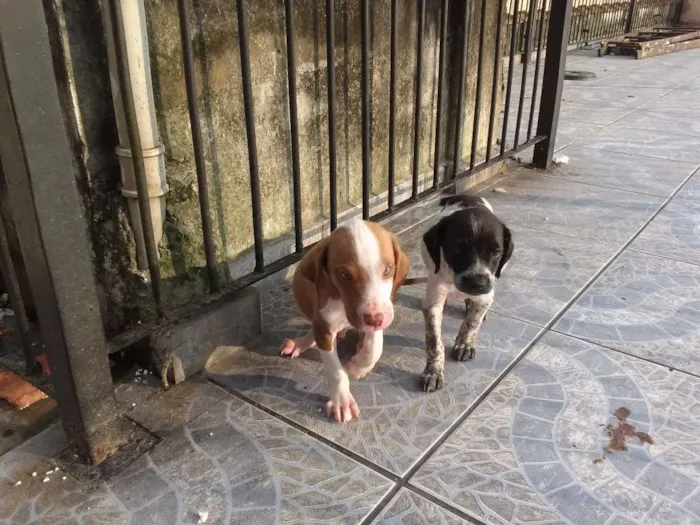 Cachorro ra a Vira lata com lavrador. idade 2 a 6 meses nome Sem nome.