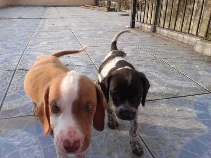 Cachorro ra a Vira lata com lavrador. idade 2 a 6 meses nome Sem nome.