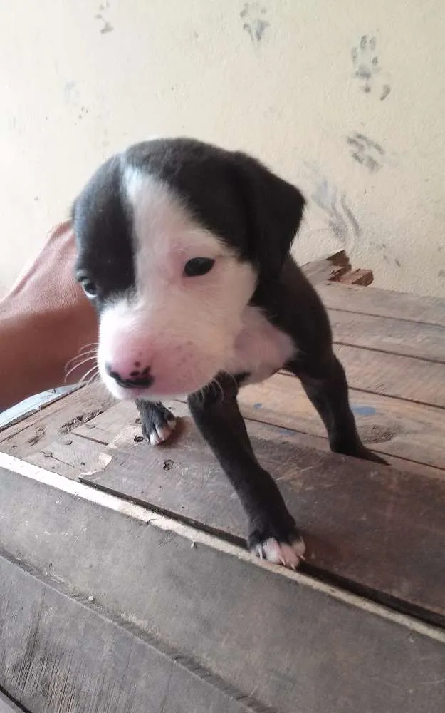 Cachorro ra a Vira lata com lavrador. idade 2 a 6 meses nome Sem nome.