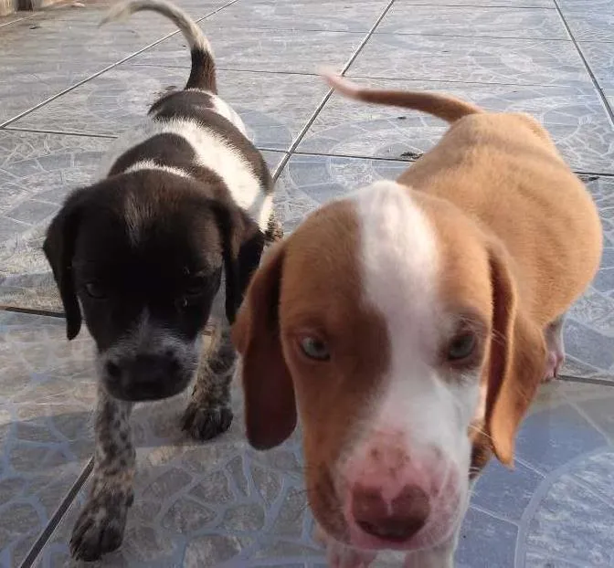 Cachorro ra a Vira lata com lavrador. idade 2 a 6 meses nome Sem nome.