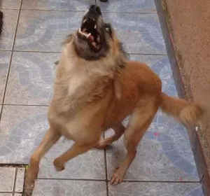 Cachorro raça Vira lata idade 1 ano nome Yumi