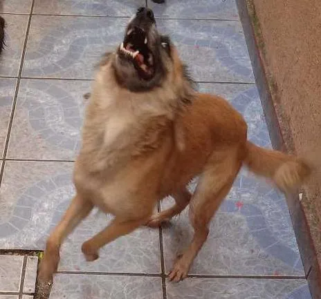 Cachorro ra a Vira lata idade 1 ano nome Yumi
