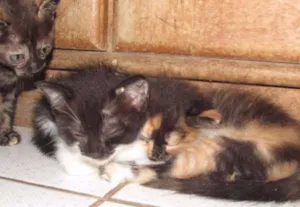 Gato raça Indefinida idade 2 a 6 meses nome Não tem