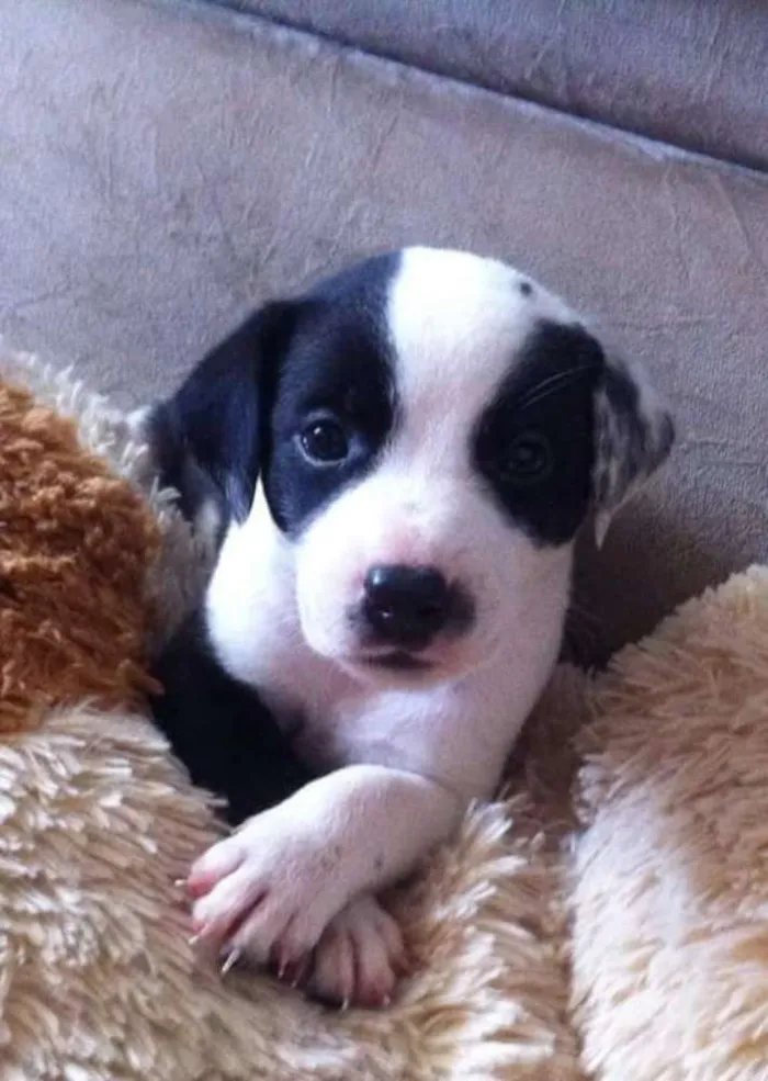 Cachorro raça dalmata idade Abaixo de 2 meses nome Lila