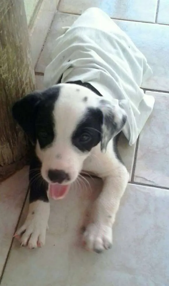 Cachorro raça dalmata idade Abaixo de 2 meses nome Lila