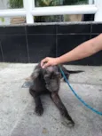 Cachorro raça SRD idade 4 anos nome Alicate