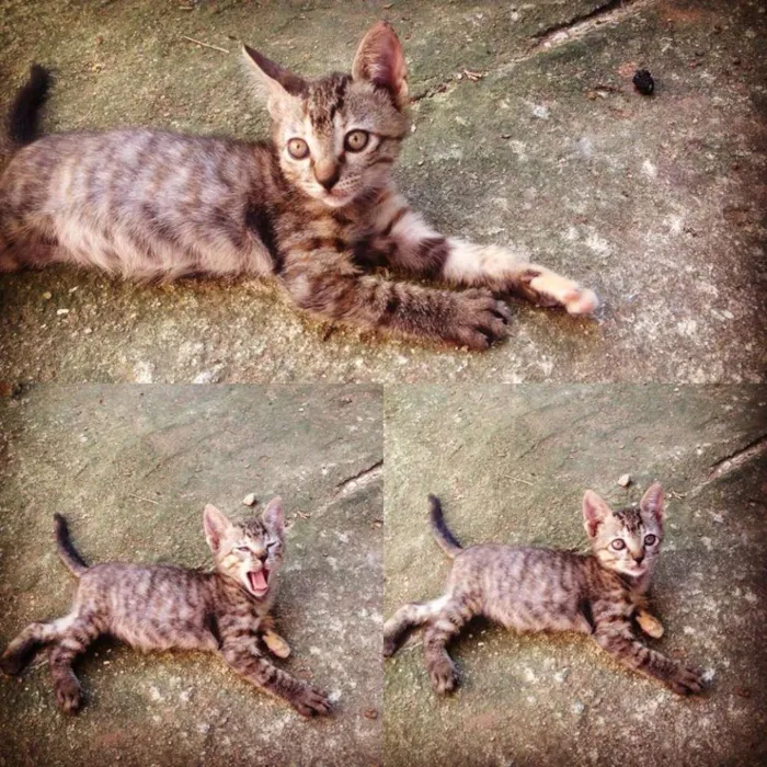 Gato ra a  idade 2 a 6 meses nome 5 FILHOTES