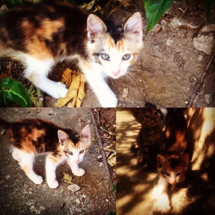 Gato ra a  idade 2 a 6 meses nome 5 FILHOTES